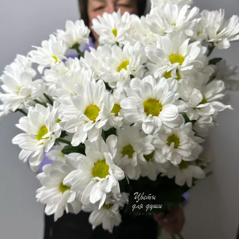 Хризантема «Нежная ромашка»