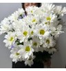 Хризантема «Нежная ромашка»