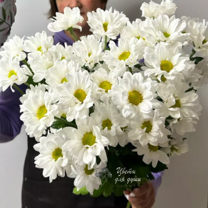 5 кустовых хризантем Кенеди